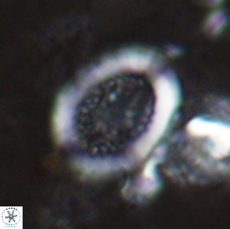 Miravetesina culverensis 14934