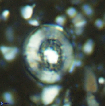 Miravetesina culverensis 6340