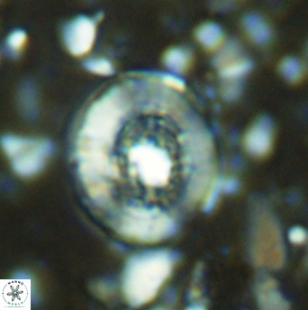 Miravetesina culverensis 6340