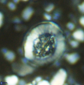 Miravetesina culverensis 6341