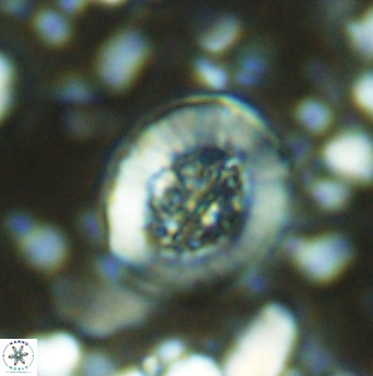 Miravetesina culverensis 6341