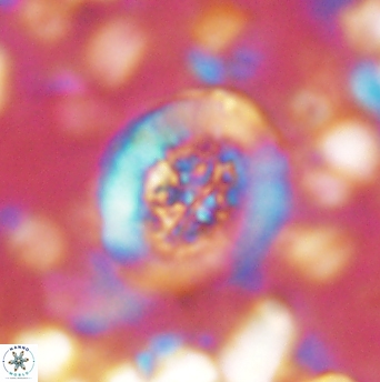 Miravetesina culverensis 6342