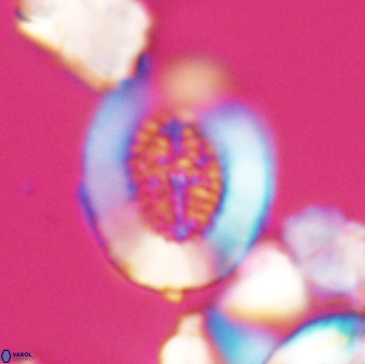 Miravetesina culverensis 6377