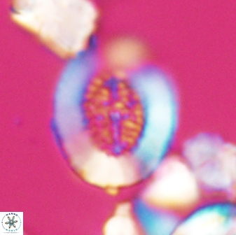 Miravetesina culverensis 6377