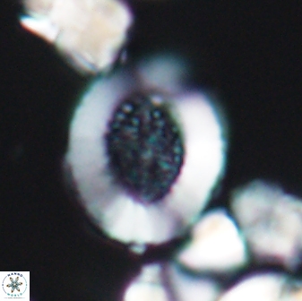Miravetesina culverensis 6378