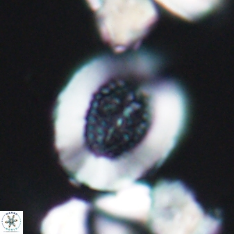 Miravetesina culverensis 6379