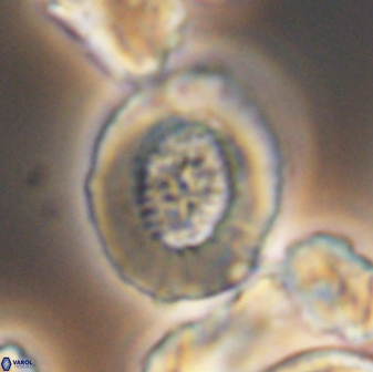 Miravetesina culverensis 6382