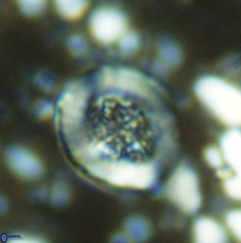 Miravetesina culverensis 6337