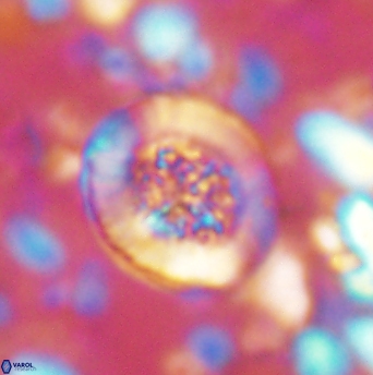 Miravetesina culverensis 6338