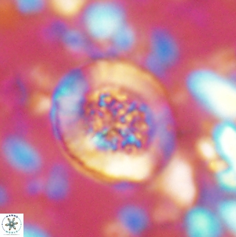 Miravetesina culverensis 6338