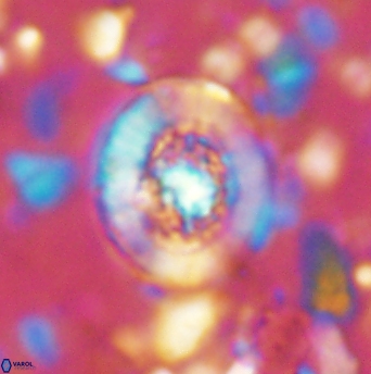 Miravetesina culverensis 6339