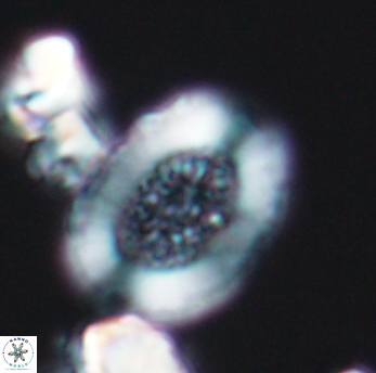 Miravetesina culverensis 6472