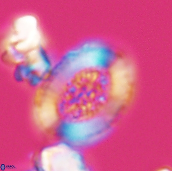 Miravetesina culverensis 6473