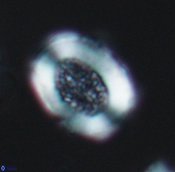 Miravetesina culverensis 6485