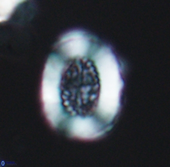 Miravetesina culverensis 6488