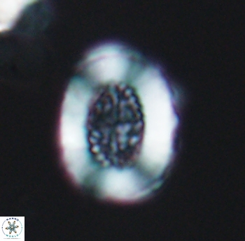 Miravetesina culverensis 6488