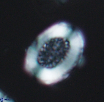 Miravetesina culverensis 6489