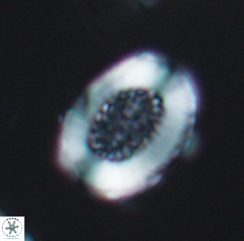Miravetesina culverensis 6489