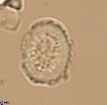 Miravetesina culverensis 6491