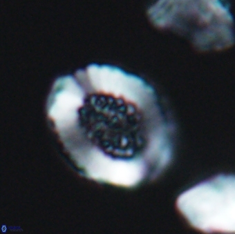 Miravetesina culverensis 6406