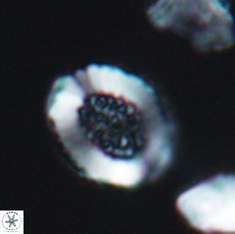 Miravetesina culverensis 6406
