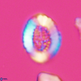 Miravetesina culverensis 6408