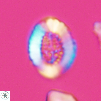 Miravetesina culverensis 6408