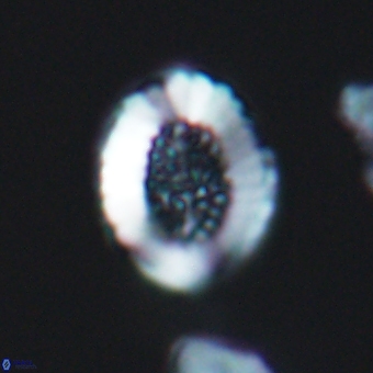 Miravetesina culverensis 6409