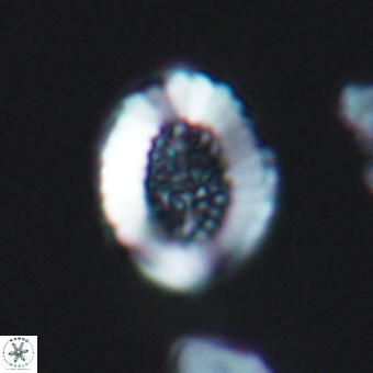 Miravetesina culverensis 6409
