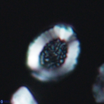 Miravetesina culverensis 6410