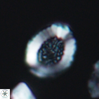 Miravetesina culverensis 6410