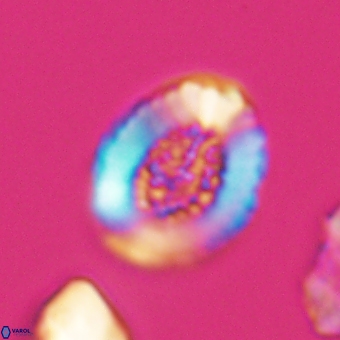 Miravetesina culverensis 6411