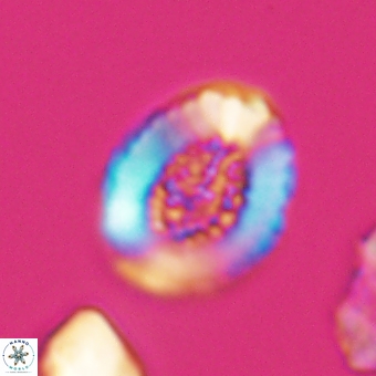 Miravetesina culverensis 6411