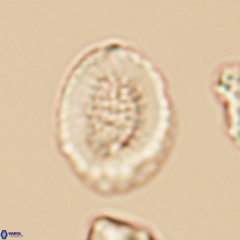 Miravetesina culverensis 6412