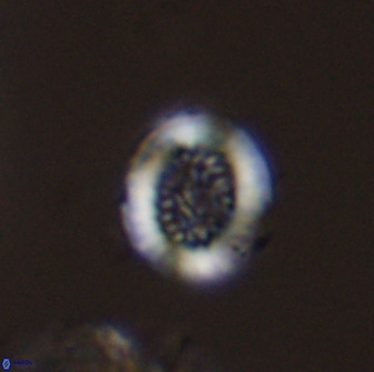 Miravetesina bergenii 42220