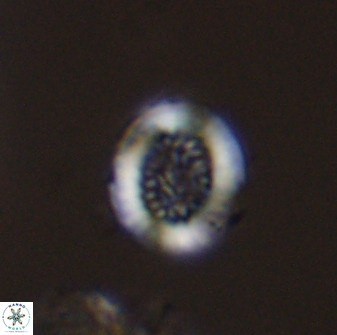 Miravetesina bergenii 42220