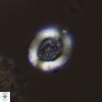 Miravetesina bergenii 42222