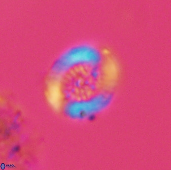 Miravetesina bergenii 42223