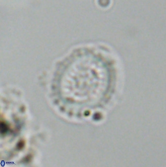 Miravetesina bergenii 42224