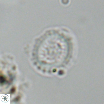 Miravetesina bergenii 42224