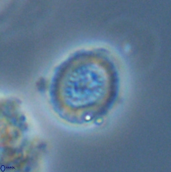 Miravetesina bergenii 42226