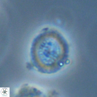 Miravetesina bergenii 42228