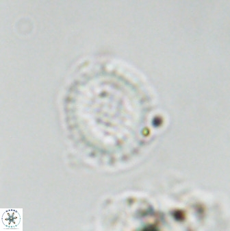 Miravetesina bergenii 42231