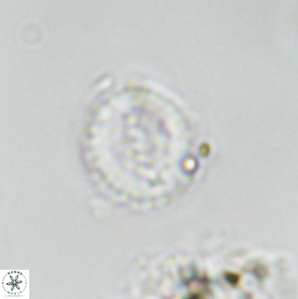 Miravetesina bergenii 42233