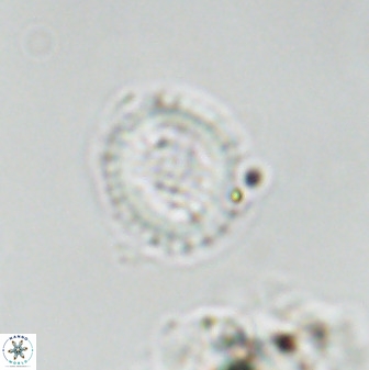 Miravetesina bergenii 42234