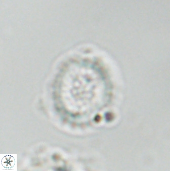 Miravetesina bergenii 42235