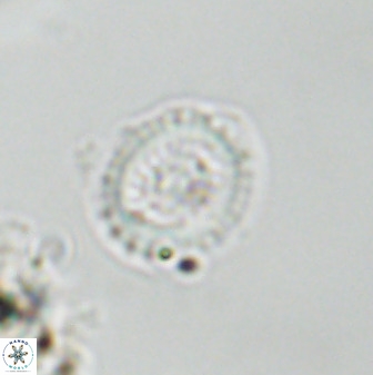 Miravetesina bergenii 42236