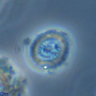 Miravetesina bergenii 42237