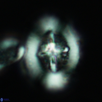 Miravetesina favula 3672