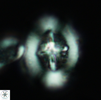 Miravetesina favula 3672